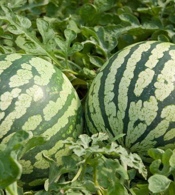 Sandía en el cultivo de invernadero