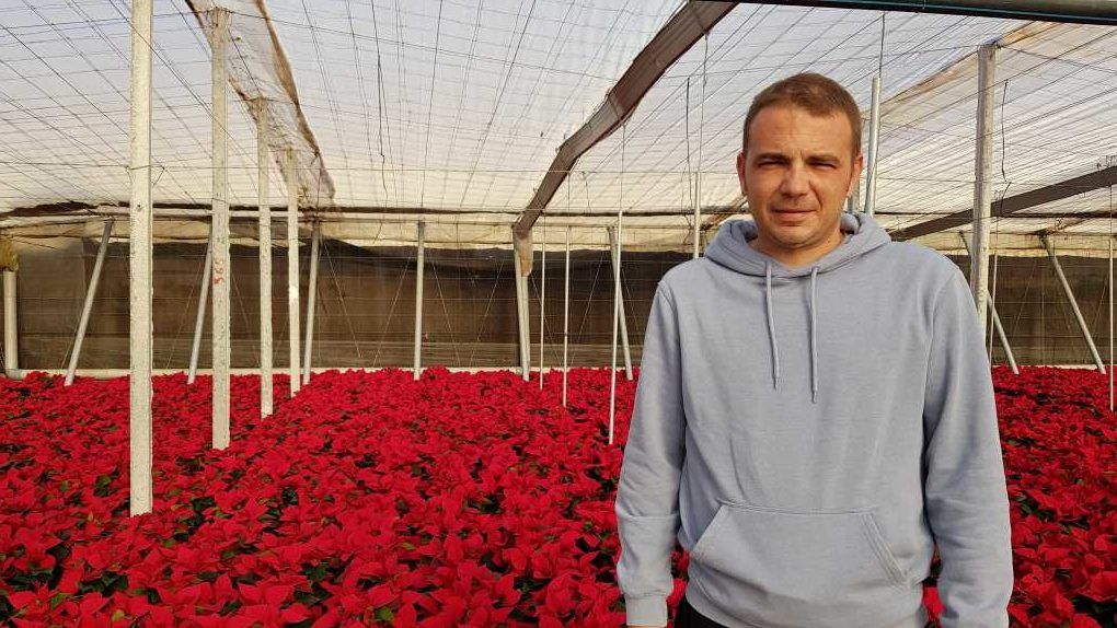 agricultor poinsettia