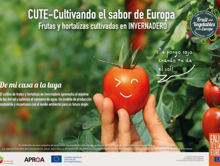 campaña cute
