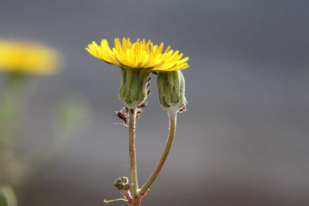plantas invernadero