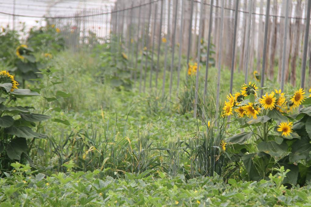 plantas reservorio