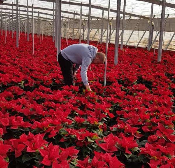 poinsettia