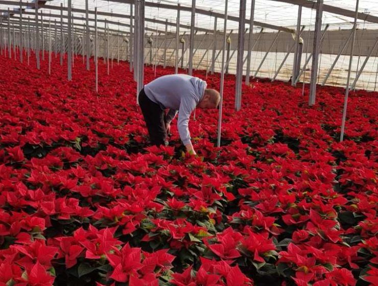 poinsettia