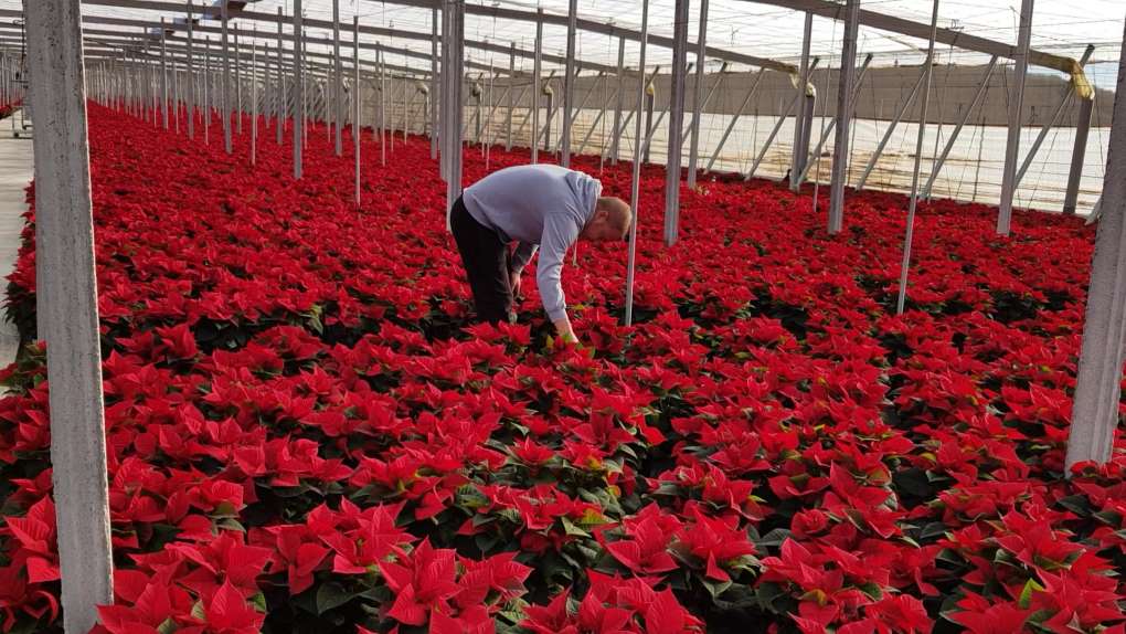poinsettia