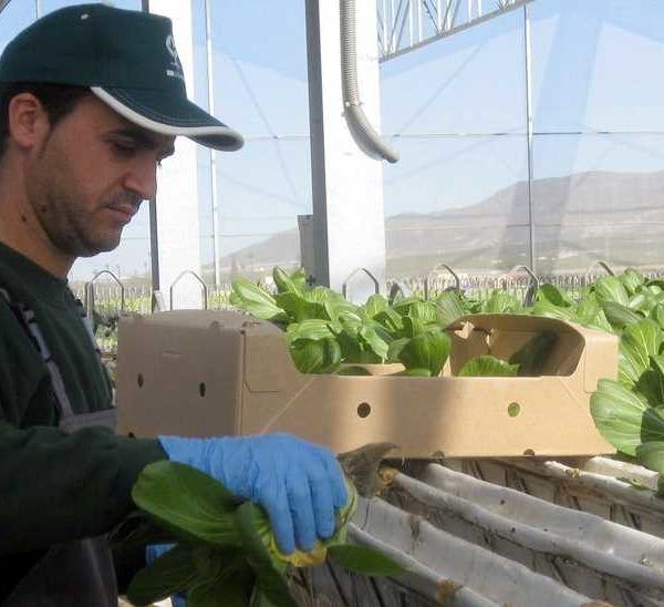JovenesAgricultores