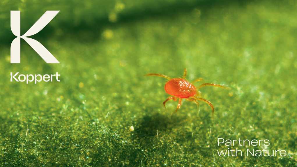 Koppert nueva imagen