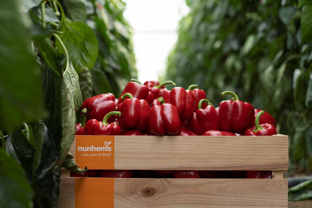 pimiento california nunhems