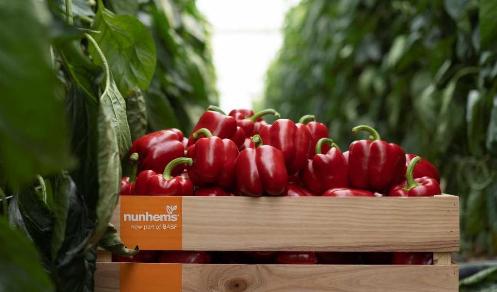 pimiento california nunhems