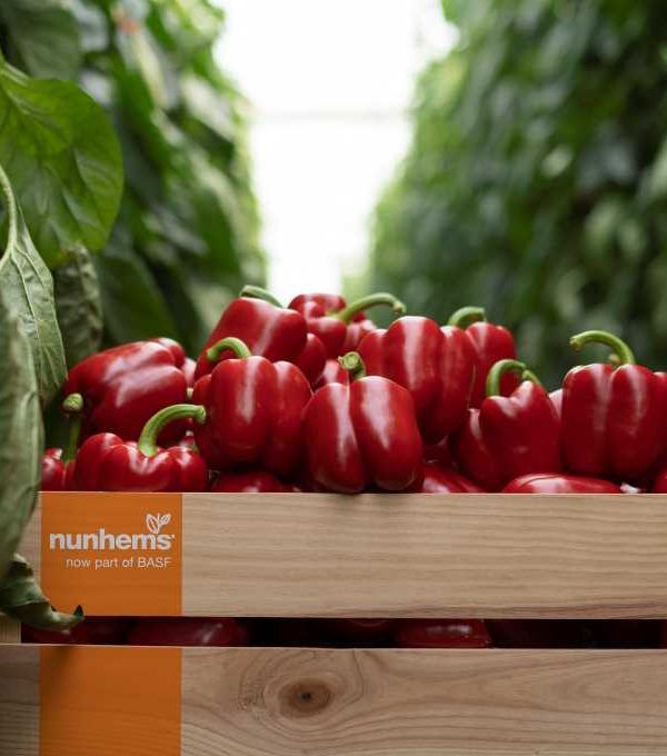 pimiento california nunhems