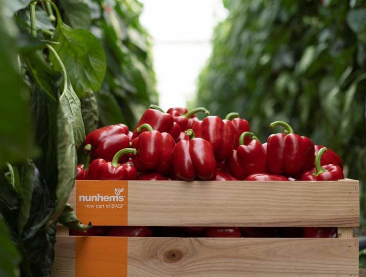 pimiento california nunhems