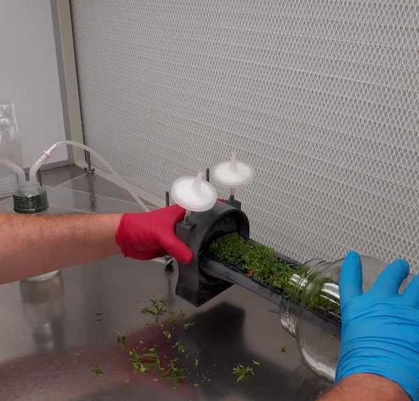 biorreactor vegetal