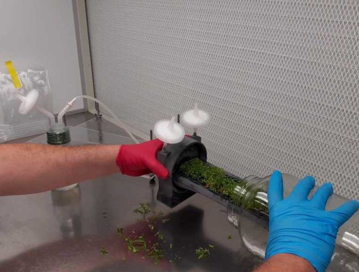 biorreactor vegetal