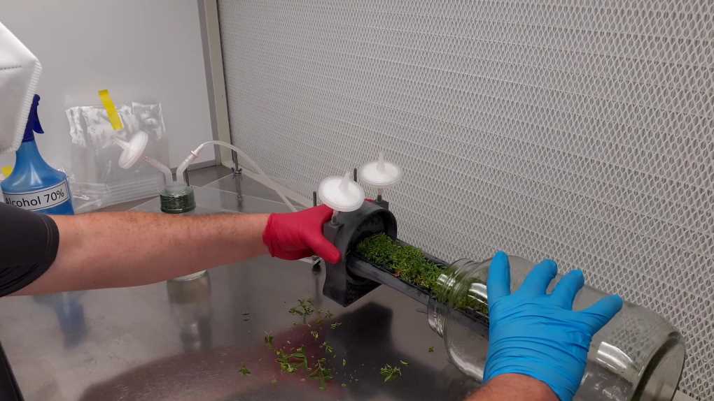 biorreactor vegetal