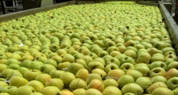 manzanas