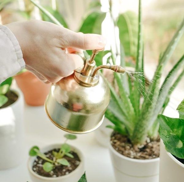 plantas europa florece