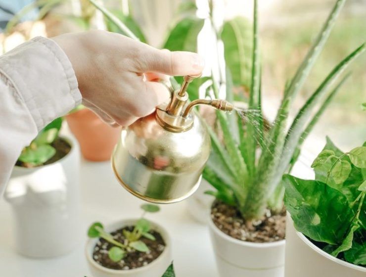 plantas europa florece