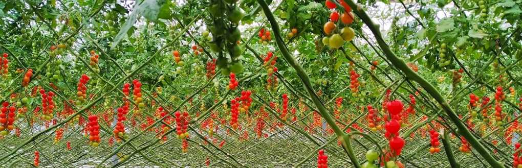 producción ecológica