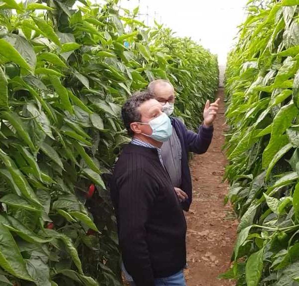 tecnico y agricultur acrena OK