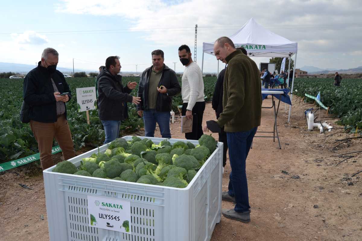 Open Day Ulysses brocoli