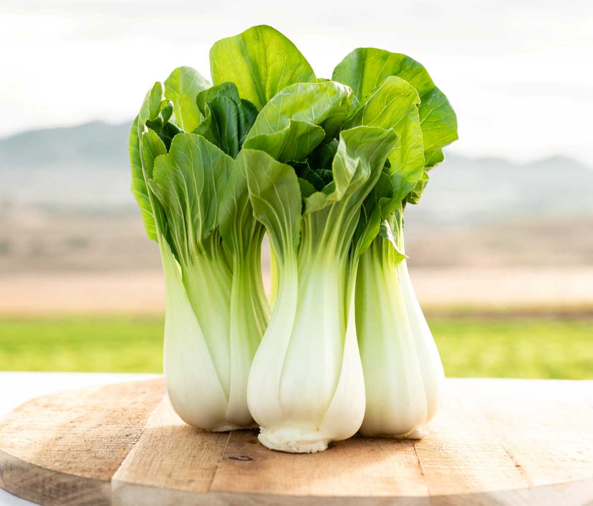 Pak Choi
