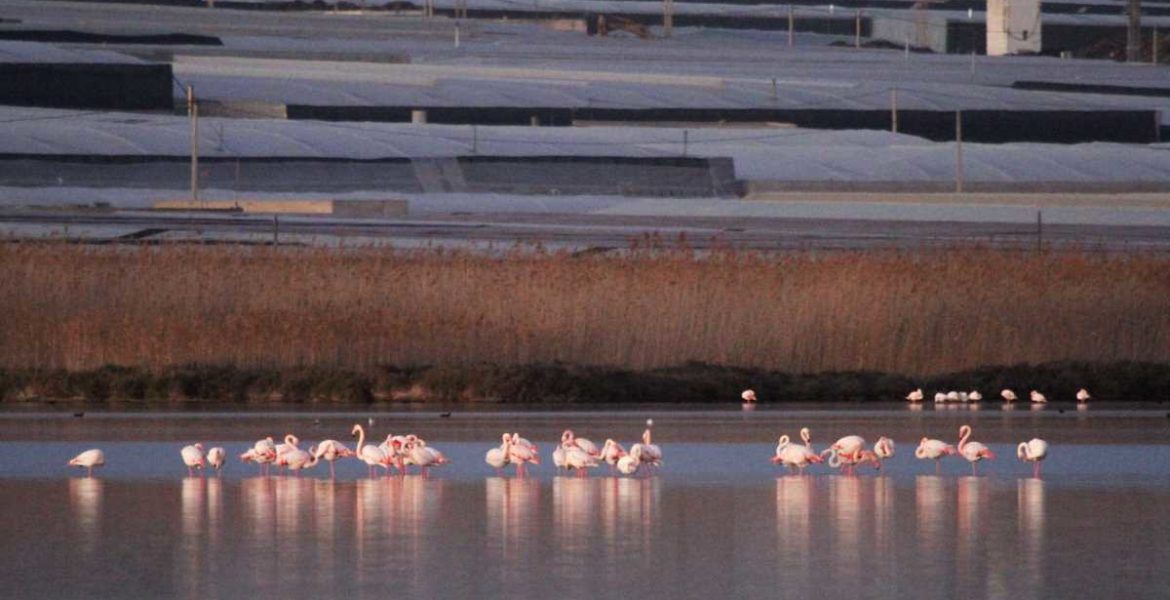 flamencos e invernaderos