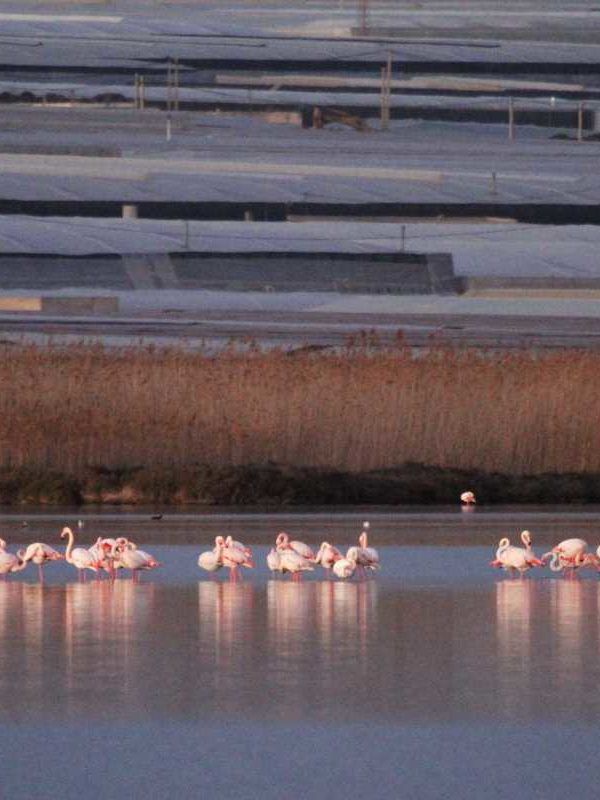 flamencos e invernaderos