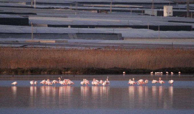 flamencos e invernaderos