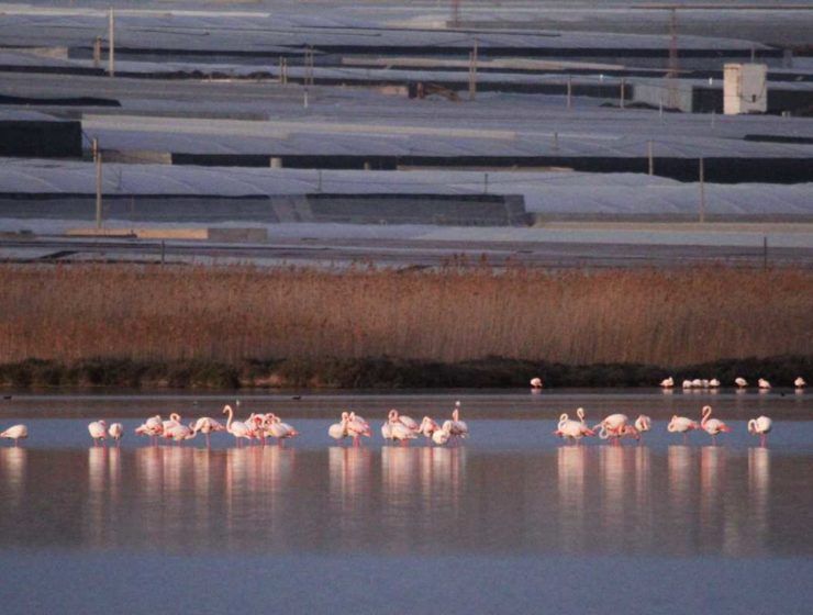 flamencos e invernaderos