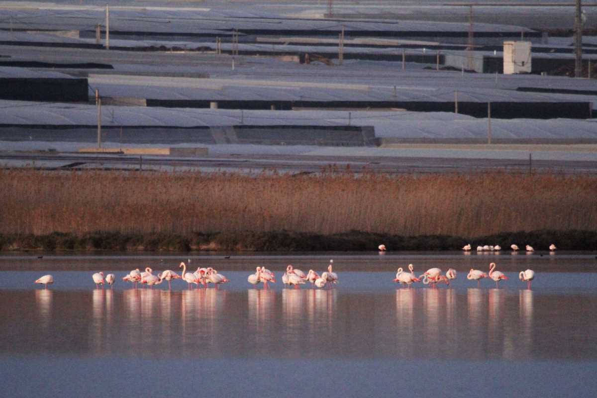 flamencos e invernaderos
