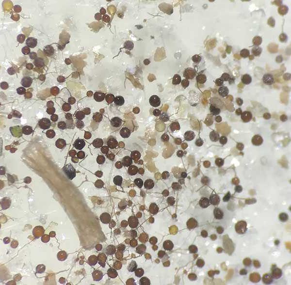 microorganismos