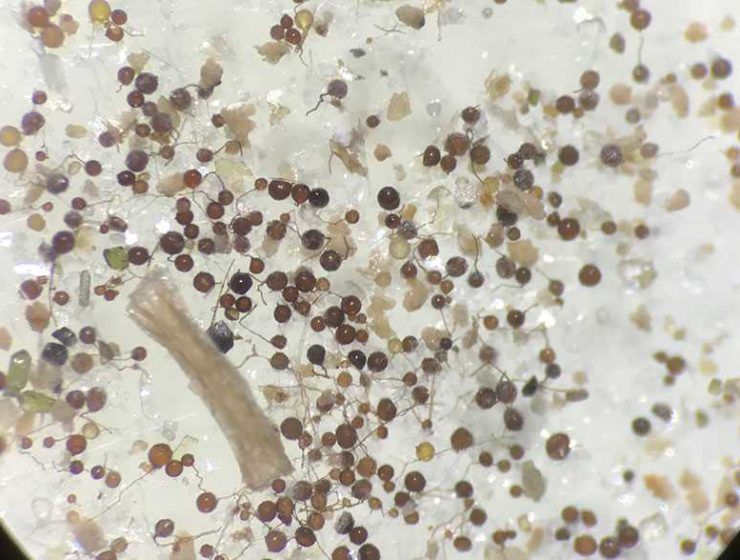 microorganismos