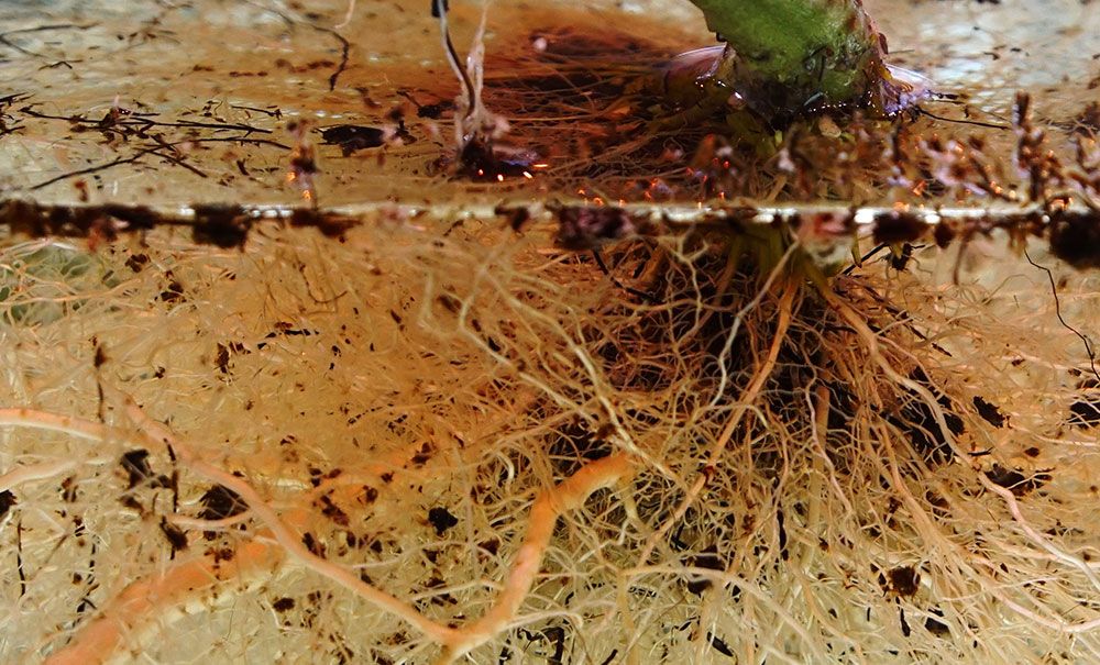 microorganismos