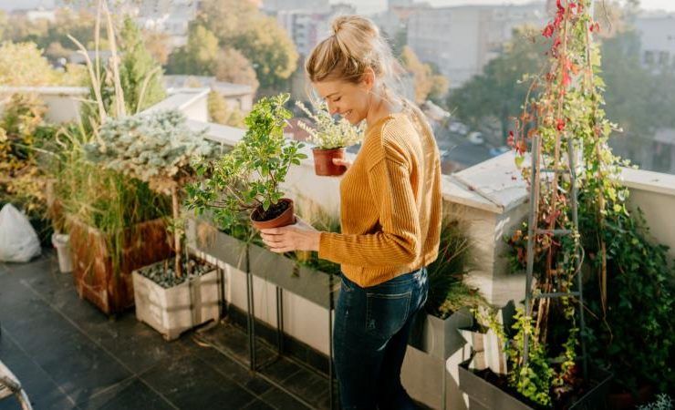 plantas