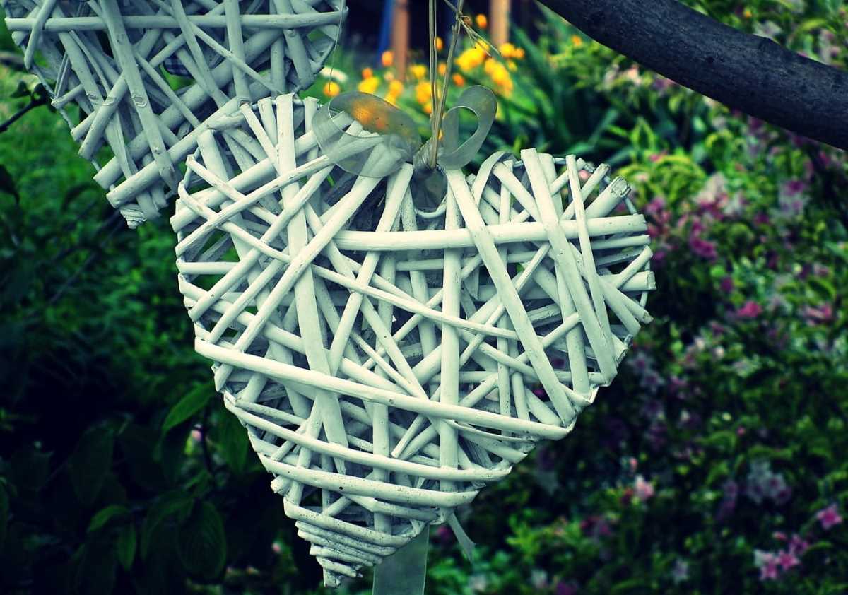 plantas san valentín