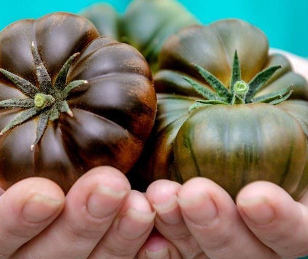 tomate sabor