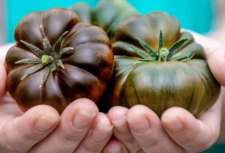 tomate sabor
