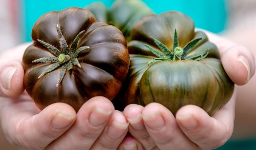 tomate sabor