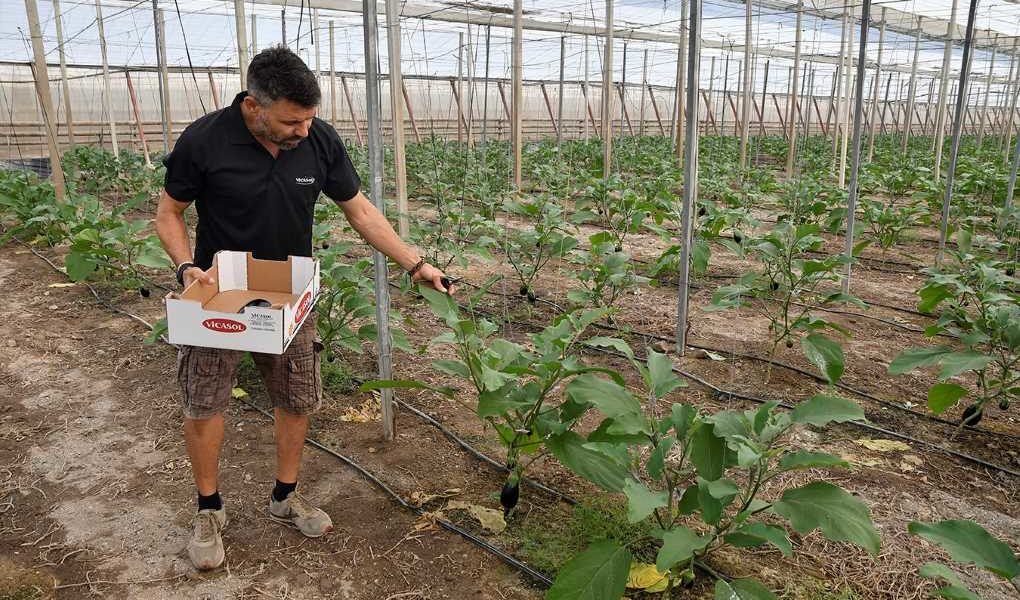 agricultor vicasol