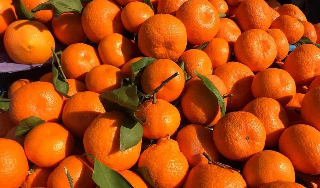 Cítricos Turquía