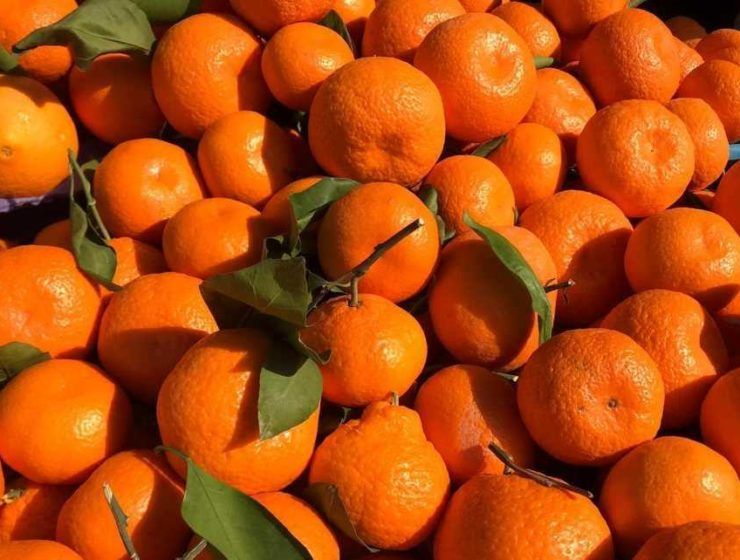 Cítricos Turquía