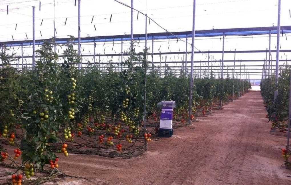 Invernaderos-tomates