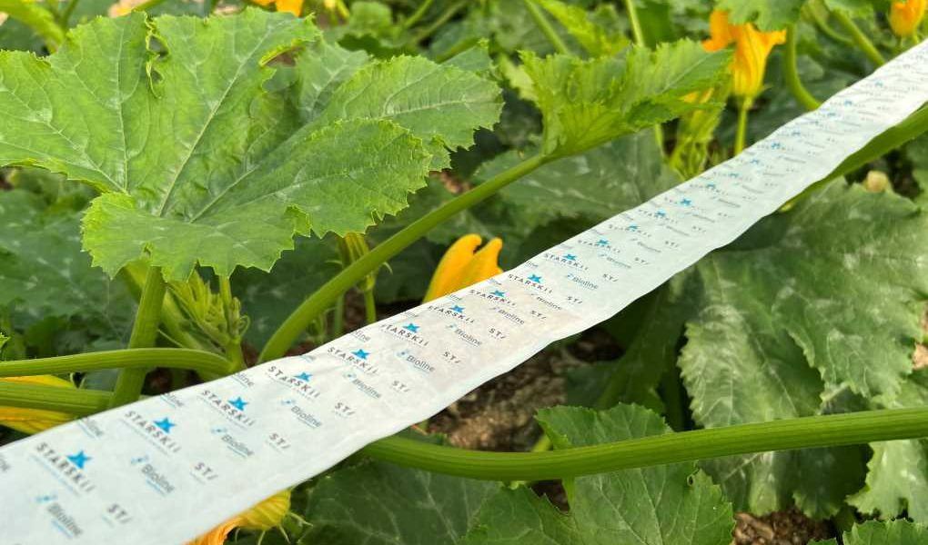bugline