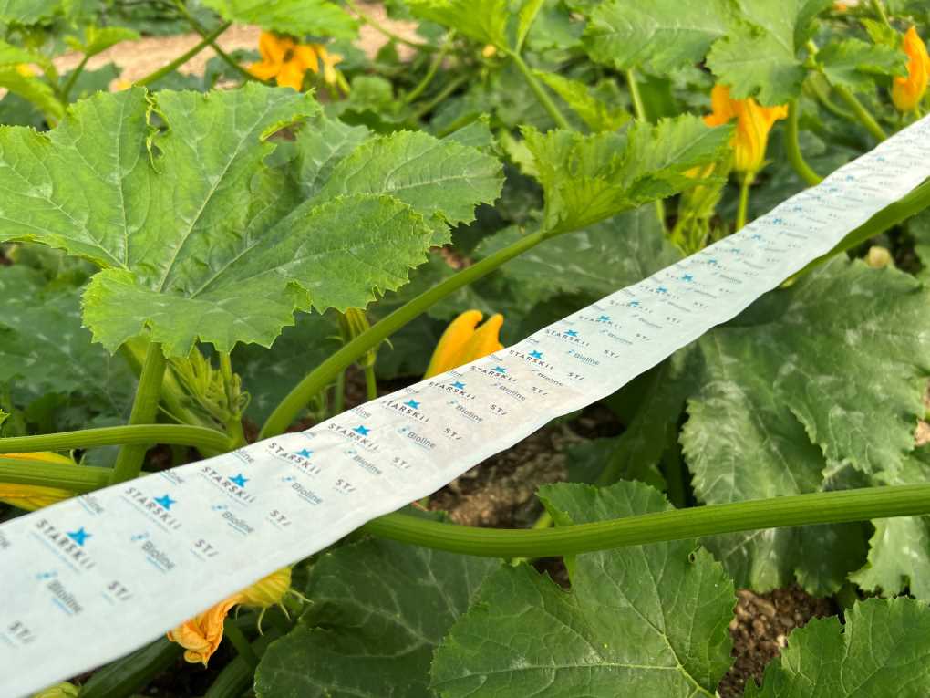 bugline