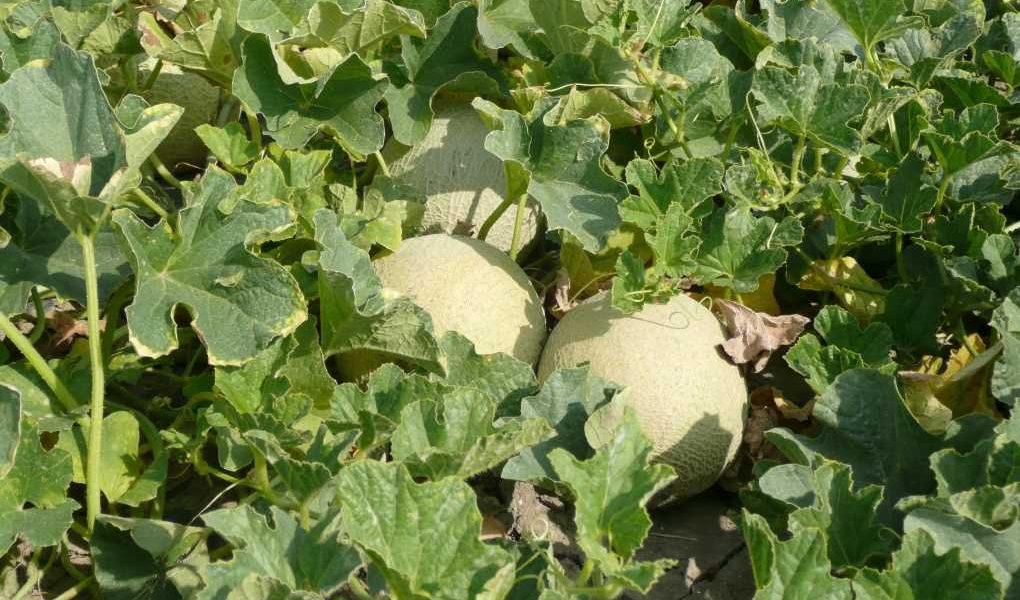 cultivo de melón