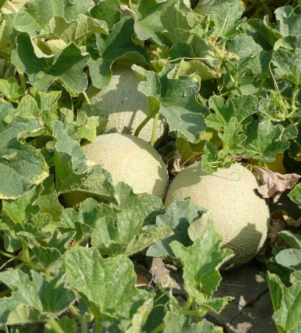 cultivo de melón
