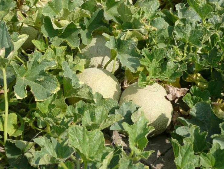 cultivo de melón
