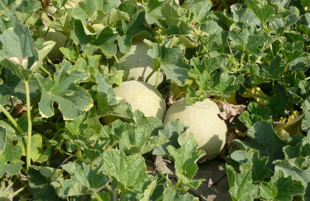 cultivo de melón