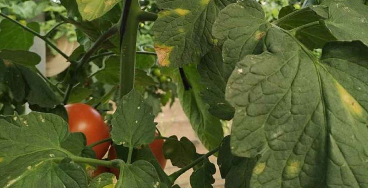 enfermedades hortícolas
