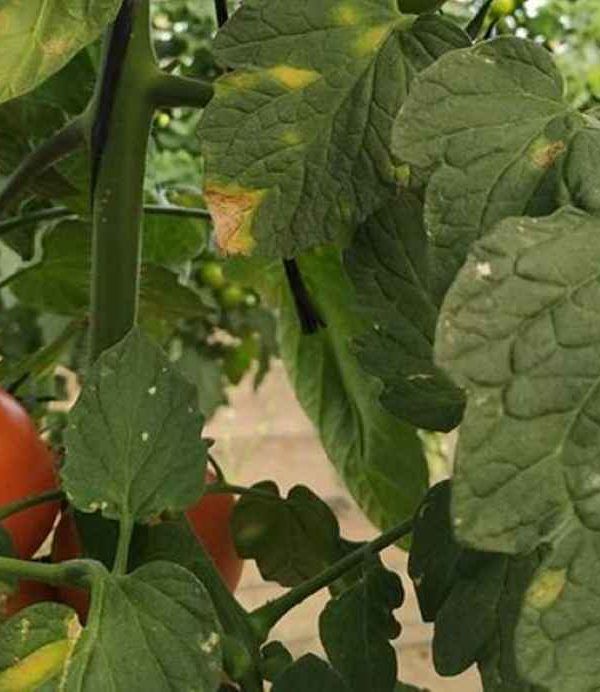 enfermedades hortícolas