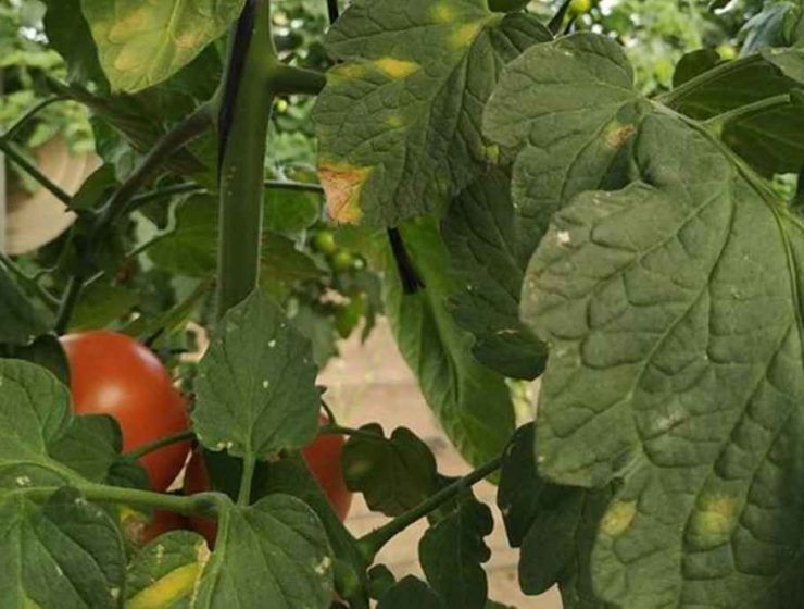 enfermedades hortícolas